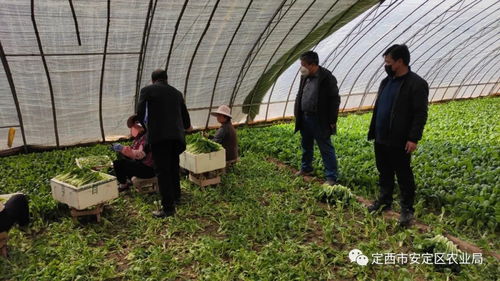 市區聯合行動 強化疫情期間農產品質量安全監管，推進食用農產品合格證制度落地