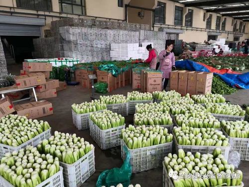 筑牢源頭防線，守護舌尖安全——蘭陵縣市場監管局深入開展農貿農批市場食用農產品專項檢查